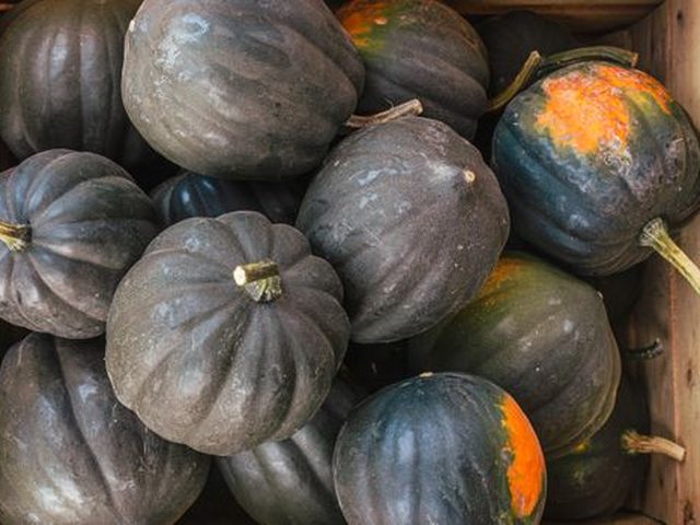 Acorn Squash