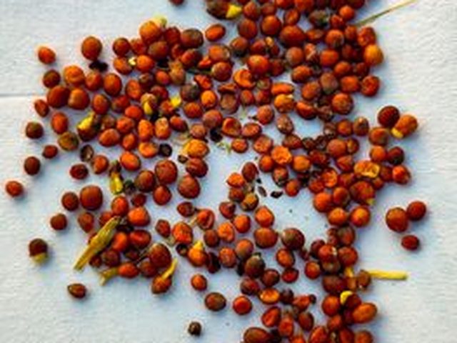 Amaranth