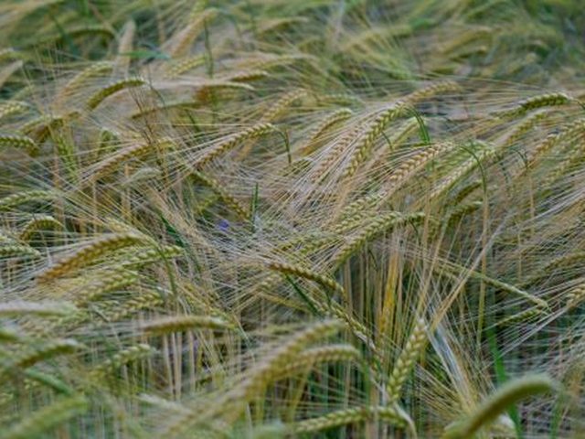 Barley