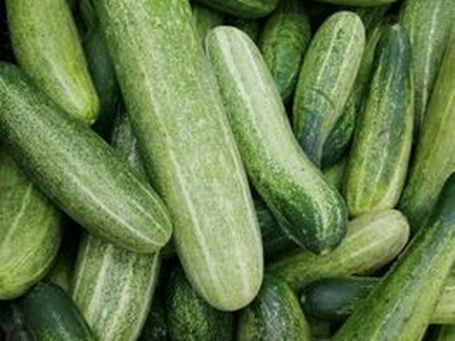 Cucumber