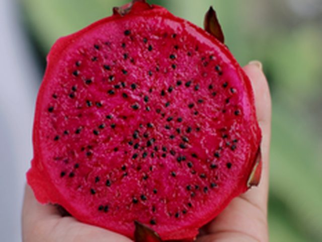 Dragon Fruit