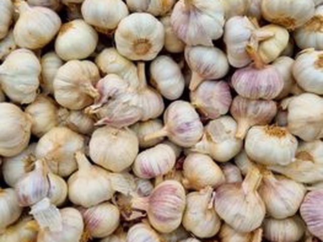 Garlic