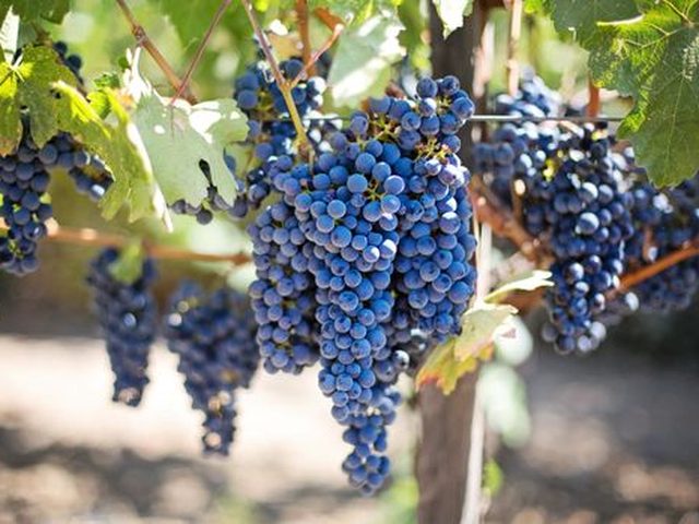 Grapes