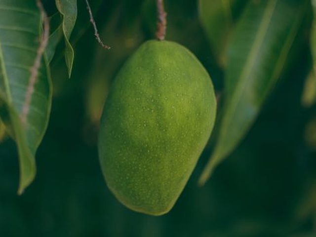 Mango