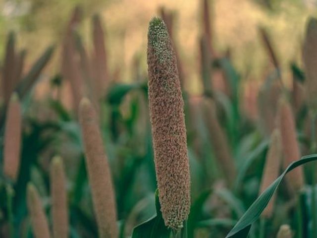 Millet