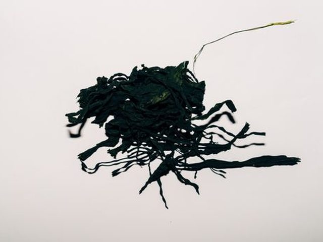 Nori (Dried Seaweed)