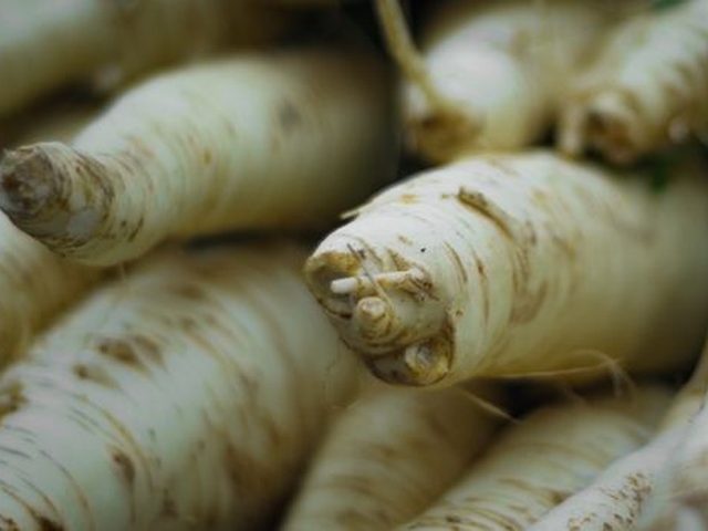 Parsnip