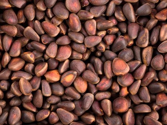 Pine Nuts