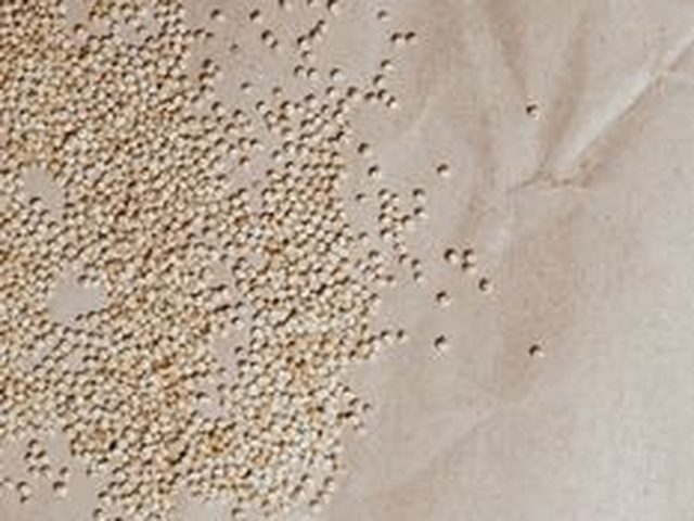 Quinoa