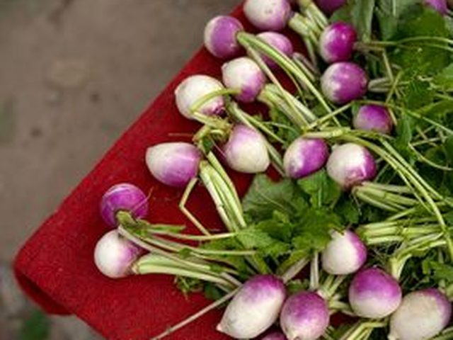 Turnip